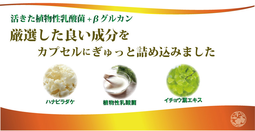 乳酸菌ハナビラダケ