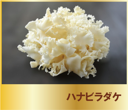 ハナビラダケ