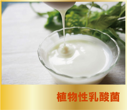 植物性乳酸菌